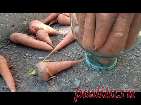 Лучший способ хранения моркови