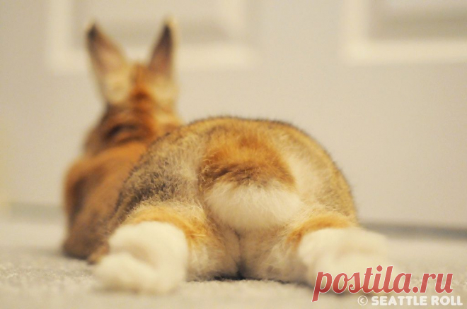 The Bun *Apollo* | Flickr - Photo Sharing!