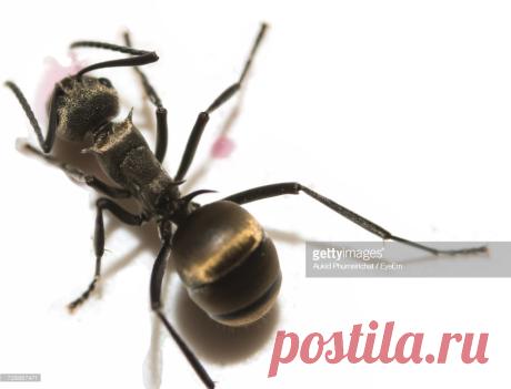 Macro Shot Of Ant On White Background Stock Photo | Getty Images