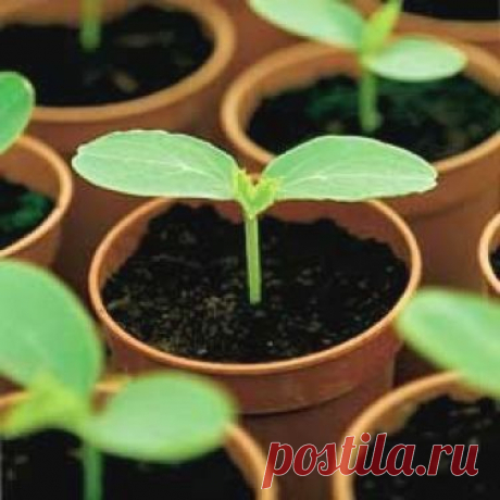 Сажаем огурцы на рассаду