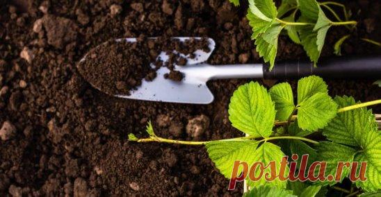 КЛУБНИКА ПОСЛЕ ЗИМЫ
После зимы важно вовремя подкормить клубнику, чтобы она хорошо развивалась в дальнейшем
1 шаг: Очистить кусты от сухих листьев. Убрать сорняк, если такой имеется. Убрать землю от основания куста или шейки куста. Хорошо полностью снять слой земли на один-два сантиметра. Следует следить, чтобы шейка куста была не засыпана землей и не мокла, иначе куст будет подгнивать.
2 шаг. Развести в ведре воды два-три спичечных коробка мочевины. Я не использую навоз и помет ни в каком ви