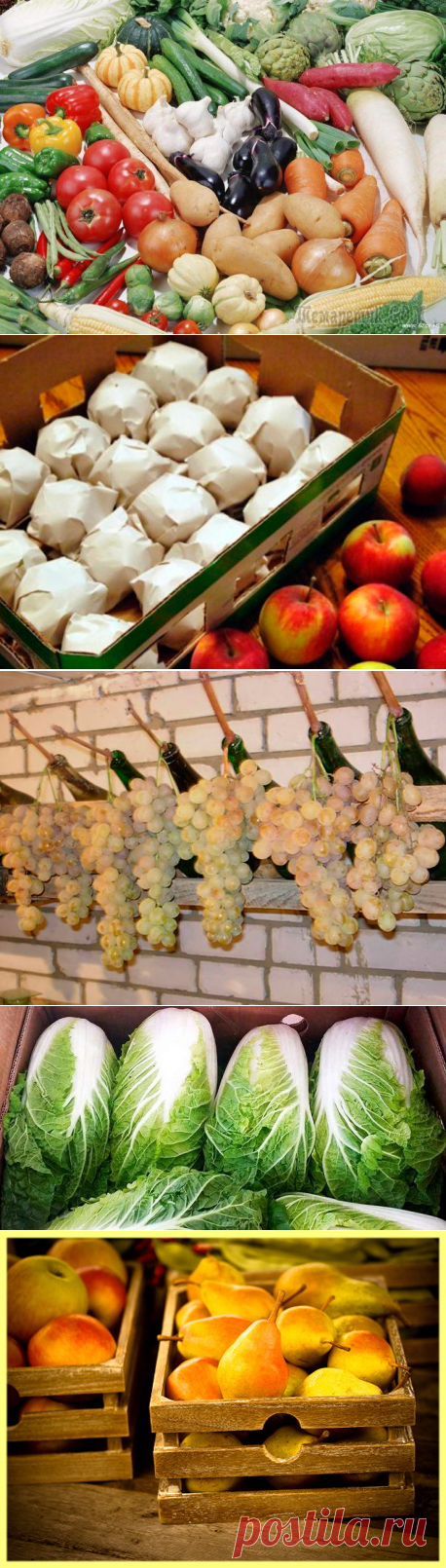 Как правильно хранить овощи и фрукты в погребе