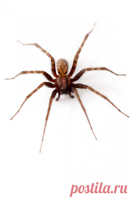 Spider Isolated  Free Stock Photo HD - Public Domain Pictures