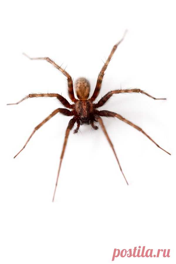 Spider Isolated  Free Stock Photo HD - Public Domain Pictures
