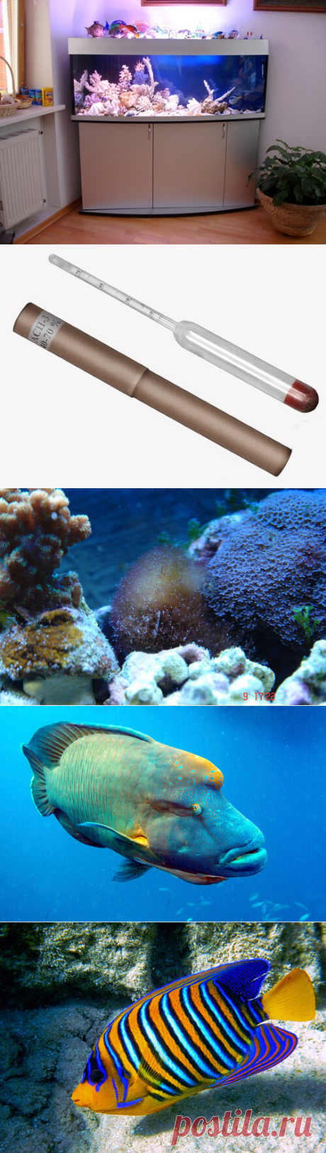 Запуск морского аквариума: пошаговая инструкция в домашних условиях