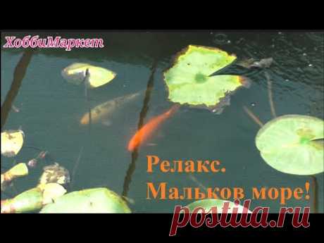 Релакс. Мы не ожидали, что столько наплодится мальков. ХоббиМаркет