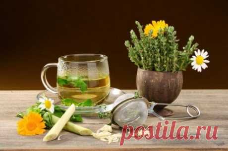 Успокаивающие Чаи Для Детей и Взрослых – Рецепты