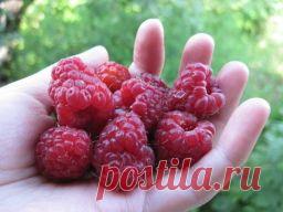 Чтобы в ягодах малины не было червей.  - Садоводка