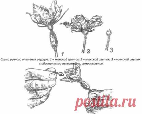 Выращивание огурцов на подоконнике: технология посева, секреты,