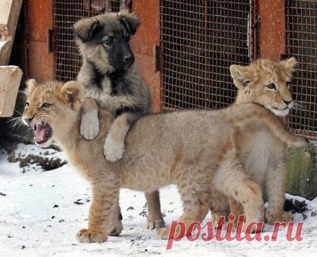 Необычные друзья / Питомцы