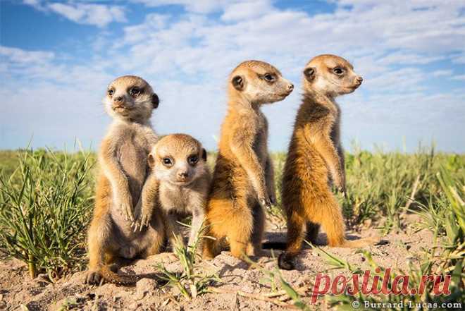 Необычная дружба сурикатов с фотографом (21 фото)