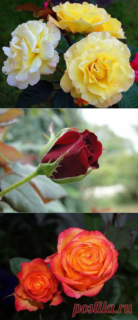 Что нового у друзей Mado — я.ру