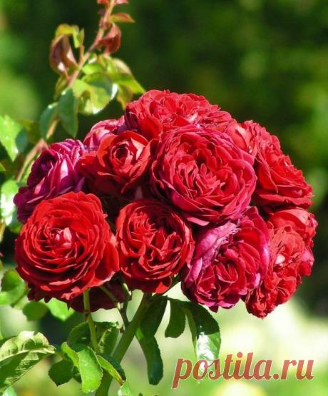 ⒽⓂ Роза флорибунда (100 фото): сорта, названия, посадка, уход, размножение - HappyModern.RU