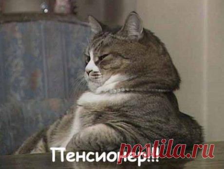 Котики