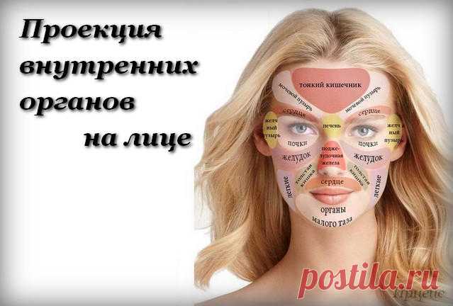 Проекция внутренних органов на лице