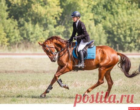 Фото: Конкур. Фотограф Сан Саныч. Спорт - Фотосайт Расфокус.ру