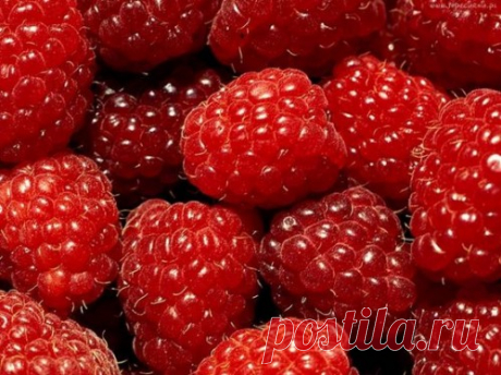 10 рецептов приготовления малины » Витрина Женского счастья