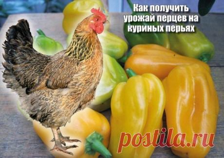 Перец на даче. На перьях!

Для того чтобы ежегодно собирать богатый урожай болгарского перца, следует тщательно отбирать семена на посадку.

Но, секрет успеха заключается не только в этом. Оказывается, перец просто обожает такой микроэлемент как молибден. Но, только где его взять?

В свободной продаже этого микроэлемента нет, а единственное минеральное удобрение в состав которого входит молибден, стоит не дешево.

Но, по мнению огородников со стажем, выход есть всегда! Ока...