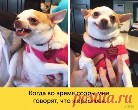 15 собак, мимике которых можно позавидовать