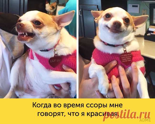 15 собак, мимике которых можно позавидовать