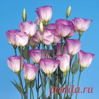 Эустома Пикколо 3 Pastel Blue (драже) 5 шт