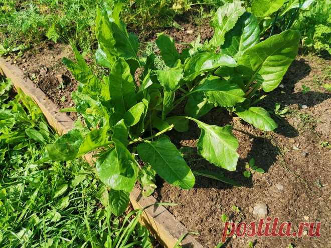 Апокалиптический огород: антикризисные культуры для выживания — AgroXXI