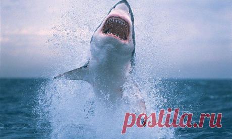 Самые интересные находки в желудках акул