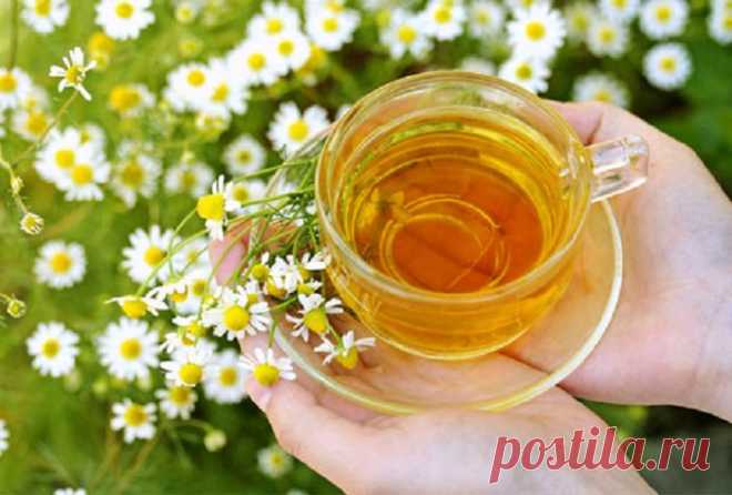 Целебные рецепты из ромашки для кишечника