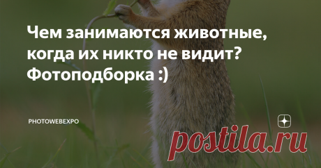 Чем занимаются животные, когда их никто не видит? Фотоподборка :) Джулиан Рад - 29-летний австрийский фотограф дикой природы делает самые очаровательные снимки белок, кроликов, лесных мышей, хомяков и других мелких животных в их естественной среде обитания.
Легко упустить удивительные моменты в природе, особенно маленькие миры мельчайших тварей. Вот почему фотографы дикой природы, такие как Джулиан, делают своей миссией съемку интересных жизненных моментов этих