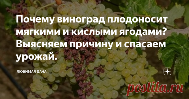 Почему виноград плодоносит мягкими и кислыми ягодами? Выясняем причину и спасаем урожай. Если виноград начал плодоносить мягкими и кислыми ягодами, то спасать его нужно срочно. В целом, для таких проявлений есть всего три причины, чтобы понять какая из них поспособствовала таким изменениям нужно приглядеться к общей симптоматике.
Милдью
Чрезмерно заразное грибковое заболевание, докучающее надземной части куста. При заражении изменяются не только ягоды, но и листья, последние покрывают