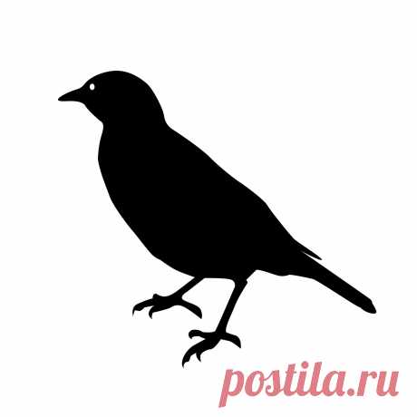 Шаблоны птиц