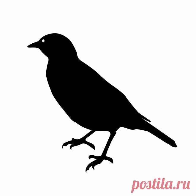 Шаблоны птиц