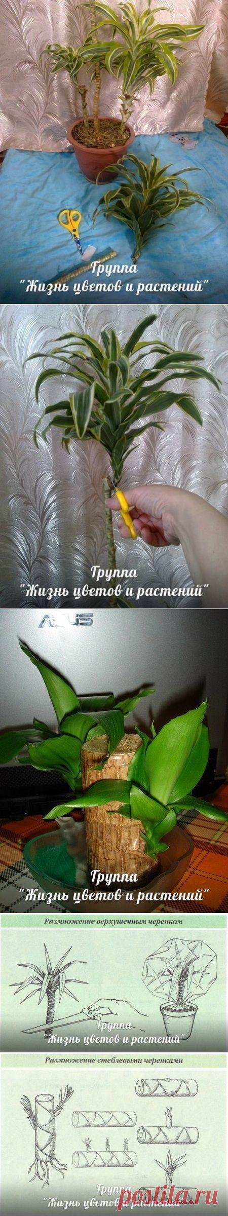 Все способы размножения драцены. ИНСТРУКЦИЯ.