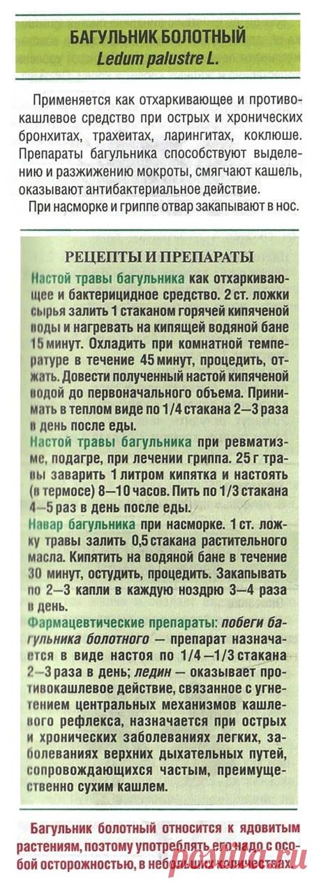Багульник болотный при простуде