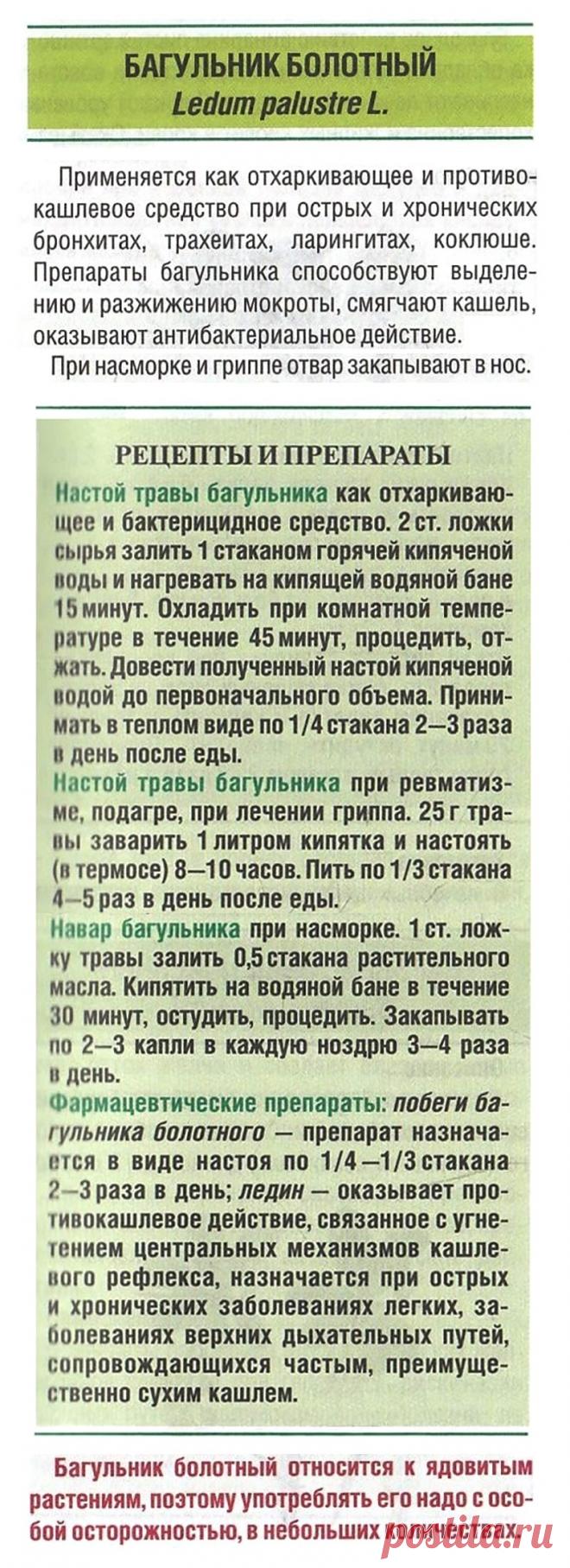 Багульник болотный при простуде