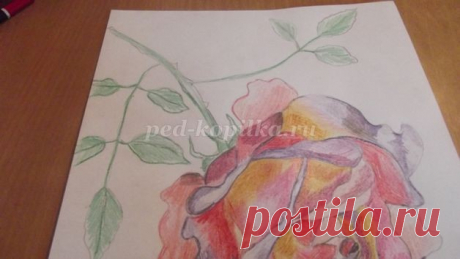 Рисование розы цветными карандашами: часть 2