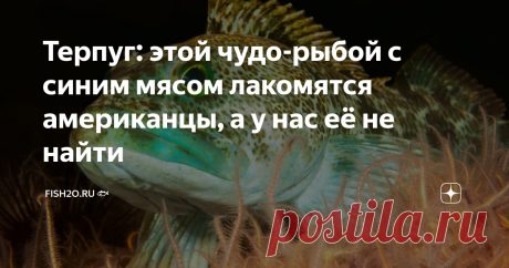 Терпуг: этой чудо-рыбой с синим мясом лакомятся американцы, а у нас её не найти Многие привыкли, что рыба бывает красная и белая. А можете представить себе филе синего цвета? И ведь такое существует! Сегодня вы узнаете, что за рыба такая терпуг и можно ли есть её причудливое синее мясо. Кто такой зубастый терпуг Зубастый терпуг – один из нескольких представителей семейства терпуговых. Своё название эта странная рыба получила не просто так: широкий рот терпуга усеян множест...
