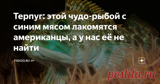 Терпуг: этой чудо-рыбой с синим мясом лакомятся американцы, а у нас её не найти Многие привыкли, что рыба бывает красная и белая. А можете представить себе филе синего цвета? И ведь такое существует! Сегодня вы узнаете, что за рыба такая терпуг и можно ли есть её причудливое синее мясо. Кто такой зубастый терпуг Зубастый терпуг – один из нескольких представителей семейства терпуговых. Своё название эта странная рыба получила не просто так: широкий рот терпуга усеян множест...