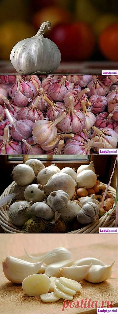 Как хранить чеснок зимой? - Женский журнал LadySpecial.ru
