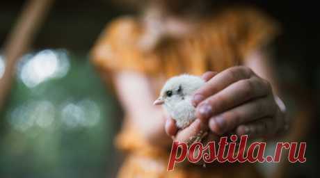 Столичные орнитологи посоветовали наблюдать за птенцами на расстоянии. На природных территориях Москвы в траве и листве можно увидеть птенцов дроздов, зарянок, синиц и других воробьинообразных. Орнитологи советуют наблюдать за ними на расстоянии, так как птенцы учатся летать под присмотром родителей. Читать далее