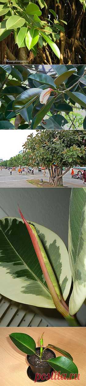 Фикус каучуконосный - Ficus elastica, уход, полив, размножение, проблемы, особенности, почва, личный опыт ухода за растением Фикус каучуконосный - Ficus elastica | happyflora.ru