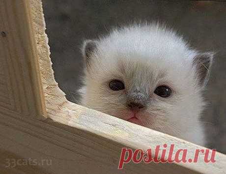 Милые котята