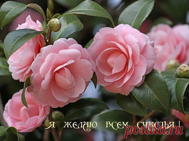 ПЛЕЙКАСТЫ
Нина Семёнова ( Кылосова )