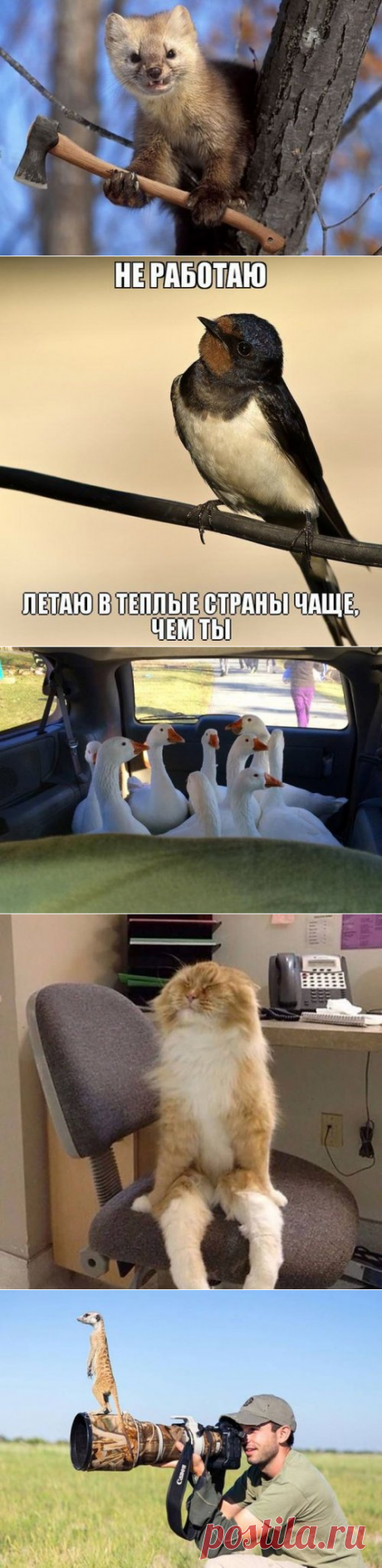 Прикольные картинки выходного дня (50 шт)