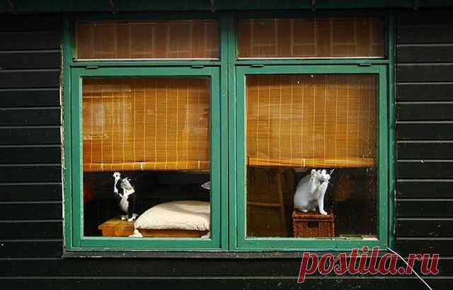 А у вашей кошки есть кошка?