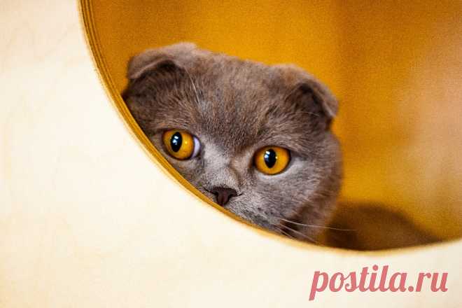 Как кошки намекают на то, чего им не хватает или чего они хотят получить | Приключения натуралиста | Дзен
