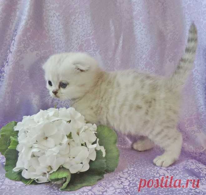 Малыш шотландский страйт шиншиллового окраса.ПРОДАЖА.