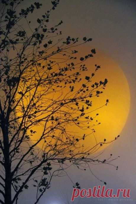 Shared whispers... — beautymothernature: Beautiful Mother Nat mother...