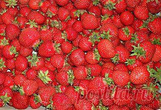 Вкусная клубника: Эффективно ли выращивание земляники из семян

Очень многие садоводы выращивают землянику садовую из семян. Но в большинстве случаев не получают того урожая и ягоды, которую рекламируют. В основном соответствуют заявленным качествам гибриды и мелкоплодная земляника (не земляника садовая) "Рюген", "Барон Солемахер". При выращивании сортовой земляники садовой происходит расщепление родительских признаков и ягода получается мелкая и невкусная.