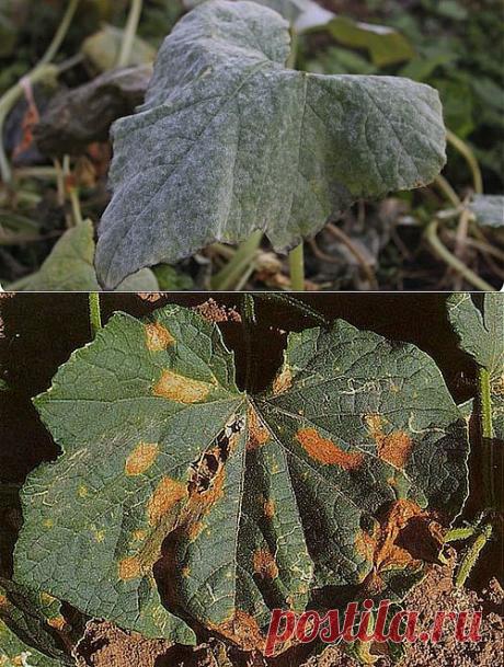 Болезни огурцов. Профилактика и лечение..